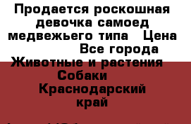 Продается роскошная девочка самоед медвежьего типа › Цена ­ 35 000 - Все города Животные и растения » Собаки   . Краснодарский край